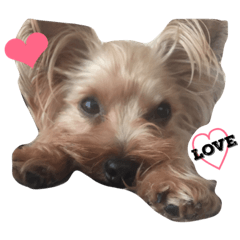 ヨーキーのスタンプ1