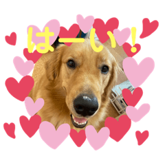 ゴールデンのうみちゃん