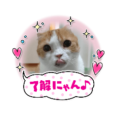 ねこっ茶スタンプ1