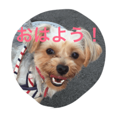 わんぱく ジャック