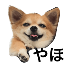 リズくんの日常会話