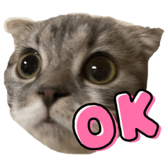 スコティッシュの鯉くん2