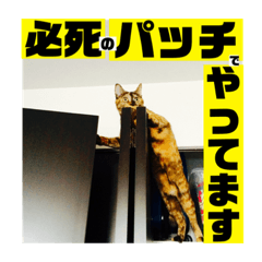 さびねこ わさび＆むぎちゃん-関西弁多め-