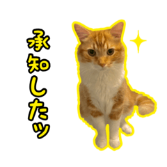 我が家のスコさんの日常