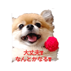 ポメラニアンのモコちゃんスタンプ♪
