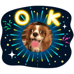 キャバリア のマハロ ♂