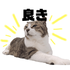 高山家の猫たち