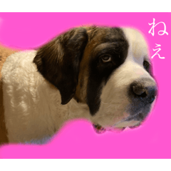 Saint Bernard花子さん&年寄人間&たまに友
