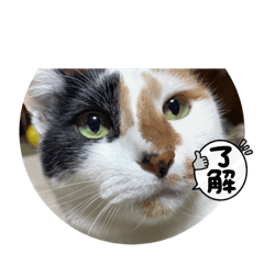 かわいいネコちゃんです。