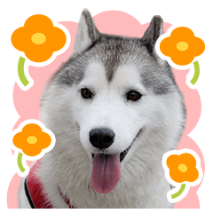 シベリアンハスキーのRUUSU- LINEスタンプ