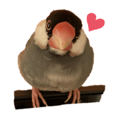 しらすのスタンプ2