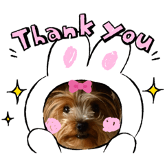 うちのぴのちゃん3