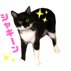 白黒猫のセスナ　part7