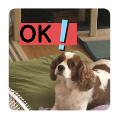 愛犬あずの使えるスタンプ