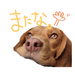 ビーグル犬のベックマン⑥