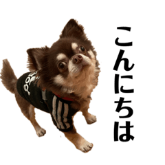 ちゃちゃまる君のごあいさつ☺︎