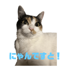 我が家の5猫兄弟