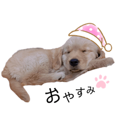 我が家のベルちゃん ♡