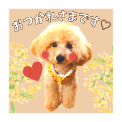 トイプードルラブくん