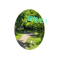 ジャックラッセルテリアのここちゃん