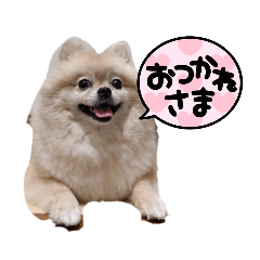 ポメちゃこスタンプ1