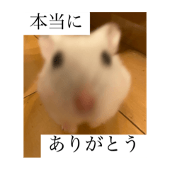 ワンとニャーとハム