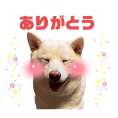 my family princesses