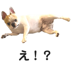 フレブルのテン