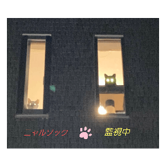 しろ猫さんとくろ猫さん