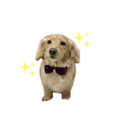 お芋の日常2（パリ多め