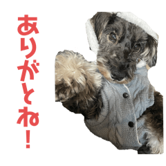 ミニチュアシュナウザーdaily stamp