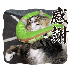 喜怒哀楽ちょむすけ