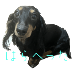 ダブ東發混一色対々和三暗刻おも3あか1