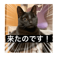 イナヅマなのです！1