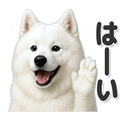 毎日使える！かわいいサモエド