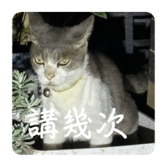 Wengchi_20251115012816