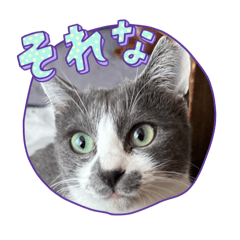 るぅちゃん‪ ·͜·2