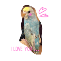 インコちゃん1