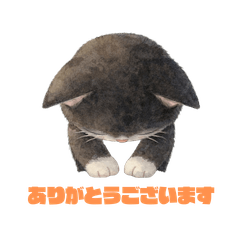 Cute Cat Series No. 3: Tuxedo Cat