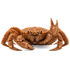 なぜか丁寧な毛ガニ