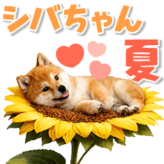 飛び出す♡夏のほんわかシバちゃん