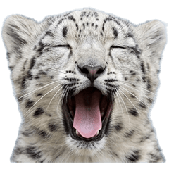 BIG! ユキヒョウの赤ちゃん　実写