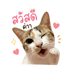 aomkaiii_20260501111419