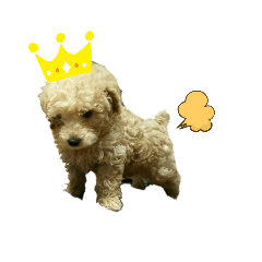 ぴゅわ&メルティー(^_^)