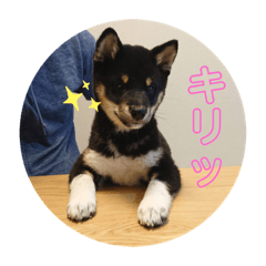 黒柴ふうのスタンプ その1