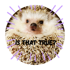 ハリネズミのミントとライチ！英語版