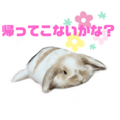 ロップイヤーのふわふわふわり