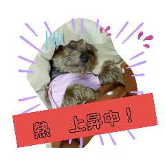 ヨーキーはる　の毎日スタンプ。