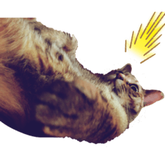 猫のモモタロ。