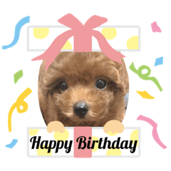 赤ちゃんプードルのモカ♡